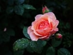 Lovely Rose