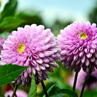 Two Pink Dahlias