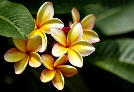 Plumeria Frederika  - yellow, plumeria, beautiful, photography, beauty, romance, photo, love, flower, wide screen, floral