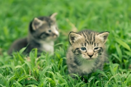 Playing in the Grass