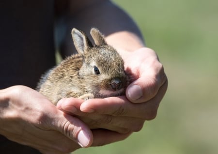 Sweet little Rabbit - rabbit, hands, nature, cute, little, lovely, sweet, animals