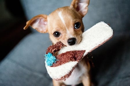 For You :) - nature, gift, animals, dog, chihuahua, sweet, lovely, small