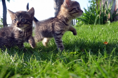 A Walk in the Grass - nature, kitten, cats, grass, lovely, sweet, animals