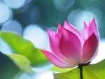 Pink Lotus