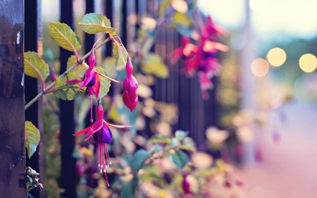 Flowers in the fence - fence, purple, flowers, plants