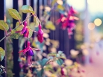 Flowers in the fence