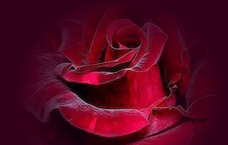 red velvet rose - fresh, Red, beautiful, velvet, rose, color, love, flower