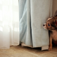 ~Cute Dog~