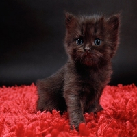 ~Cute Cat~