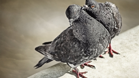 kissing pigeons - feather, animal, pigeon, bird