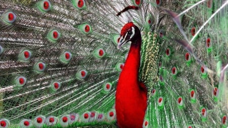 ~Peacock~ - animal, feather, peacock, bird