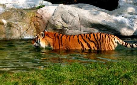 tiger - water, rock, tiger, cat