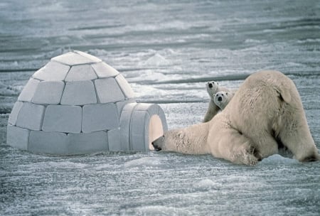 Do you mind if we come in ? - two cubs, snow, igloo, Polar bears, mother