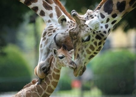 A new family - wooded area, two, adult girafffes, green, new born