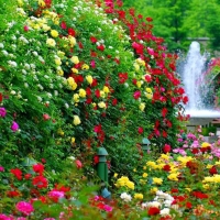 French Rose Garden