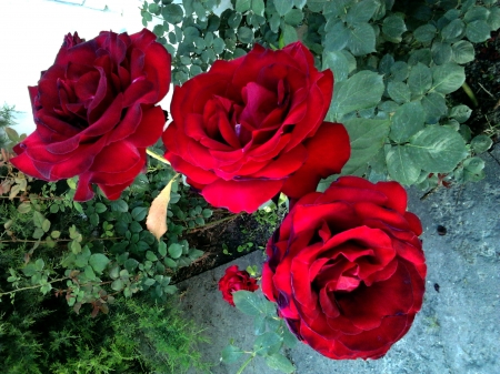 Red Roses - blossoms, summer, garden, petals, plant