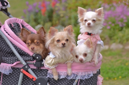 Four Chihuahua Puppies - animal, dog, puppies, trolley