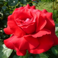 Hot Red Rose