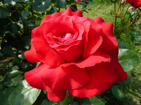 Hot Red Rose - nature, hot, red, petals, flowers, rose