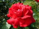 Hot Red Rose