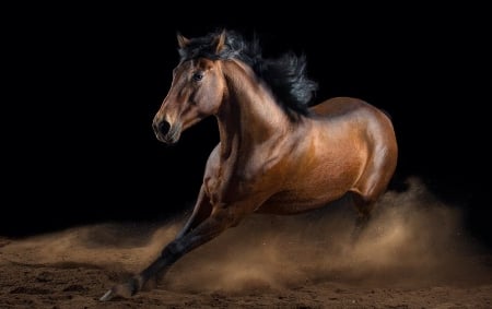 Horse - pretty, beauty, lovely, horse, animals