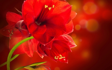 Amaryllis