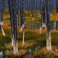 Aftermath of a forest fire in Yellowstone National Park Wyoming United States