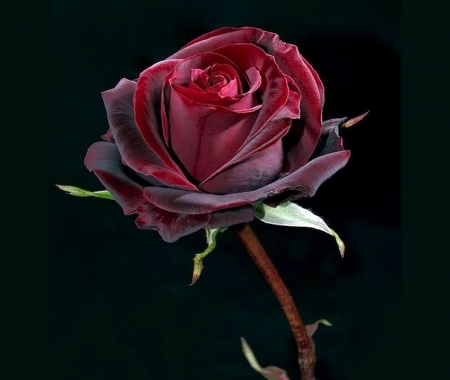 Velvet petals - red, rose, black, beauty