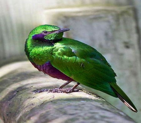 Glimmering green - bird, black, beauty, green