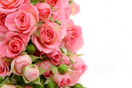 ♥ - roses, flowers, pink, soft