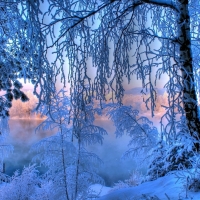 Frosted Trees