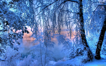 Frosted Trees - nature, lake, trees, forest, snow, winter, forsted