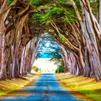 Trees on the Both sides of the Road