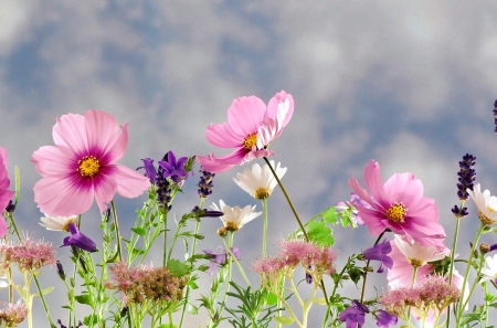 Pretty Flowers - nature, flowers, pretty, pink