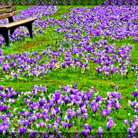 Spring flowers