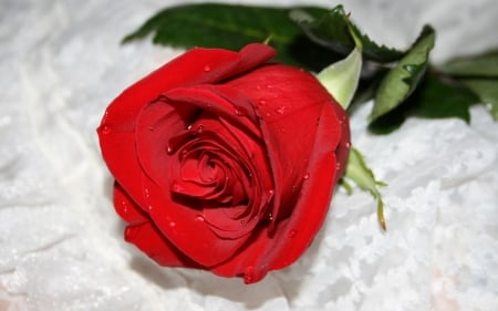 Red Rose - beautiful, red, flower, plants