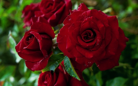 Lovely fresh Red Roses - nature, roses, red, leaves, lovely