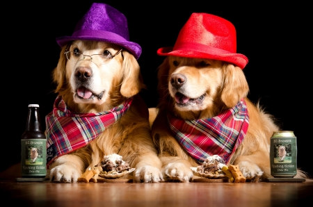 The boys taking a beer - drink, hat, couple, scarf, funny, caine, retriever, purple, situation, dog, red, beer, golden, bottle