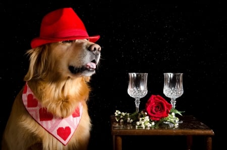 Waiting for you, my Love! - hat, retriever, dog, black, animal, red, valentine, rose, caine, golden, glass