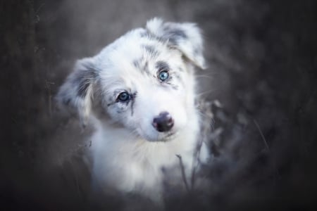 Puppy - puppy, eyes, white, caine, australian shepherd, dog, blue, animal, border collie