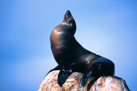 Happy Seal - animal, rock, seal, blue sky