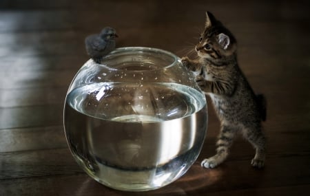 Let's take a bath! - bird, water, summer, aquarium, cat, pisica, animal, kitten, funny, cute