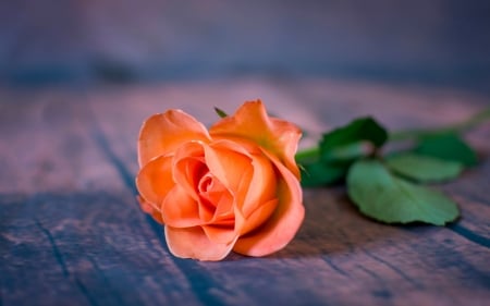 Rose - wood, orange, green, rose, flower