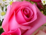 Pink Rose