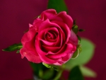 Single Red Rose