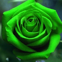 Dark green Rose