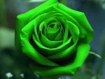 Dark green Rose