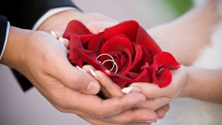 Forever - hands, wedding, couple, rose