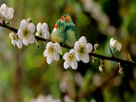 Love is in the air - blossoms, tree, pair, birds