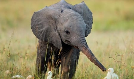 Friendly Baby Elephant - duck, elephant, field, animals